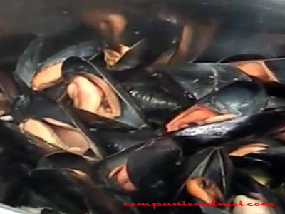 Moules à la vapeur